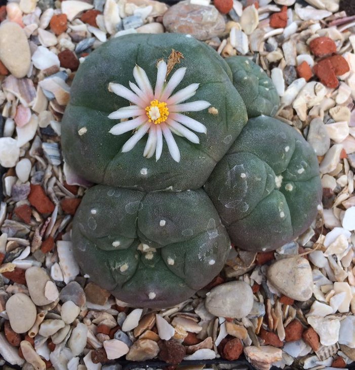 Lophophora williamsii, Huizache, SLP (so-called ssp. grymii), by Boudewijn Vergeylen