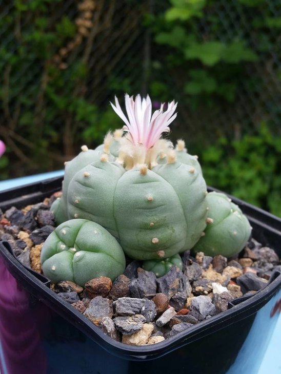 Lophophora williamsii, Huizache, SLP (so-called ssp. grymii), photo by Huachu Ma