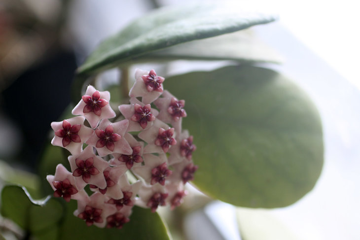 Hoya obovata