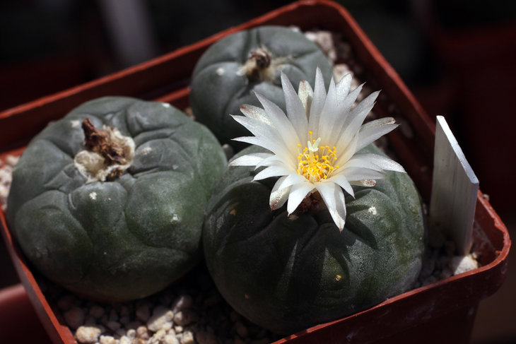 Lophophora koehresii MZ1199 San Francisco, SLP