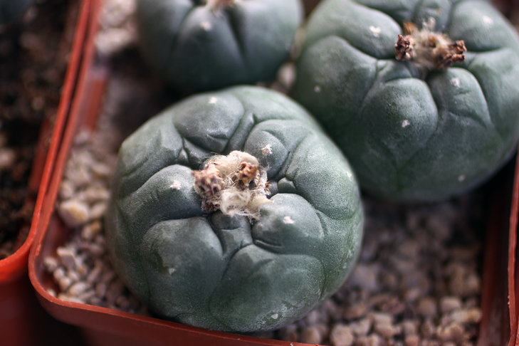 Lophophora koehresii MZ1199 San Francisco, SLP - рёбра