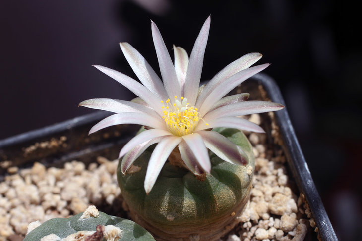 Lophophora koehresii
