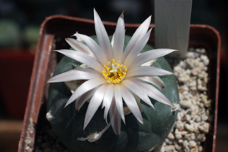 Lophophora koehresii