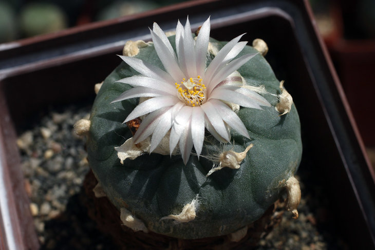 Lophophora koehresii, San Francisco, SLP