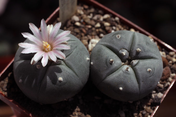 Lophophora williamsii, Pavlicek 2558.11, посев 04.2008