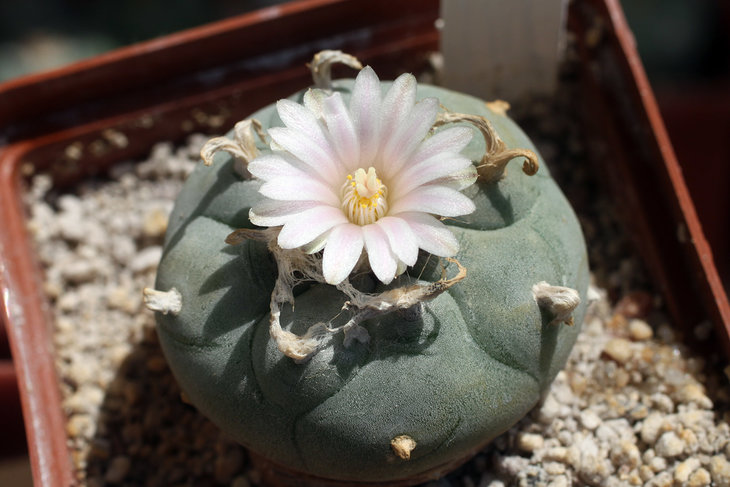 Lophophora williamsii