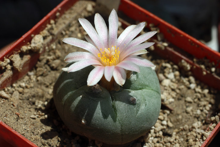 Lophophora williamsii Huizache, SLP