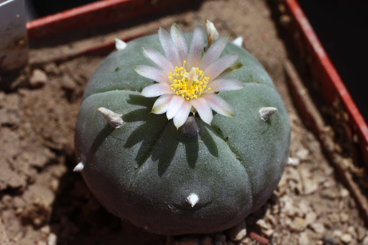 Lophophora williamsii, Mazapil, Zacatecas