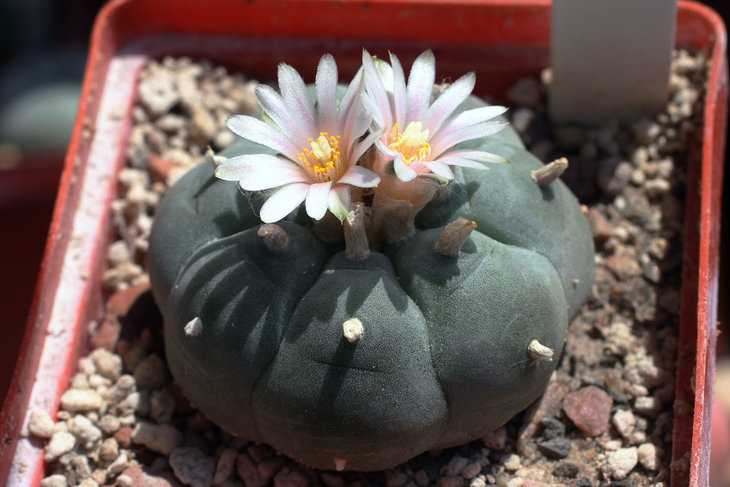 Lophophora williamsii, Est. Catorce, SLP