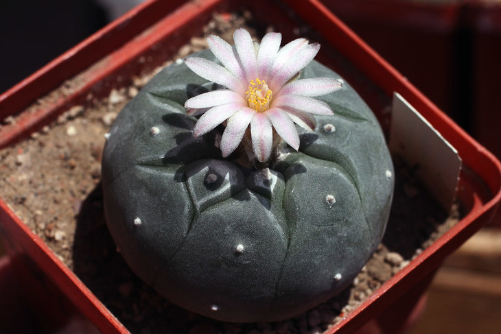 Lophophora williamsii, Huizache, SLP
