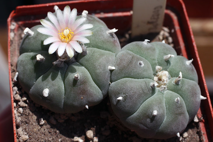 Lophophora williamsii, La Soledad, Nuevo Leon