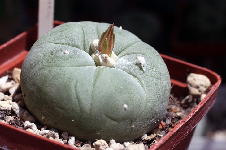 Lophophora diffusa
