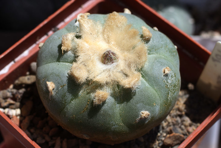 Lophophora fricii