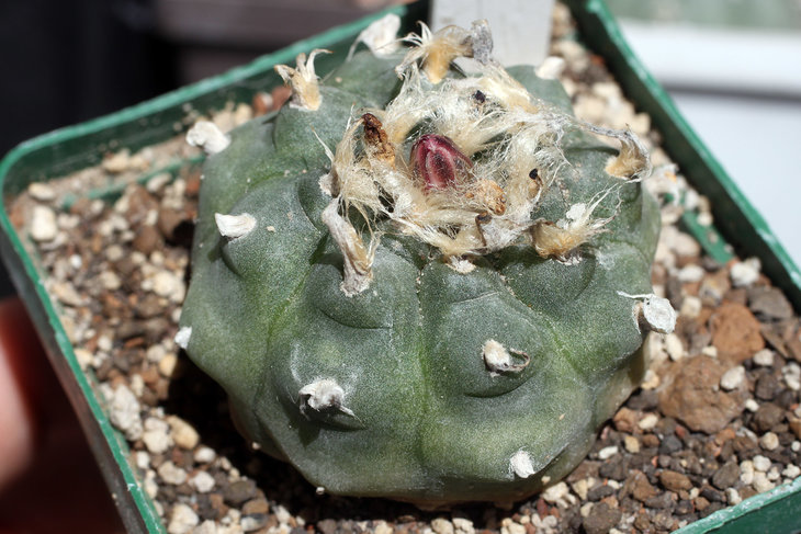 Lophophora jourdaniana