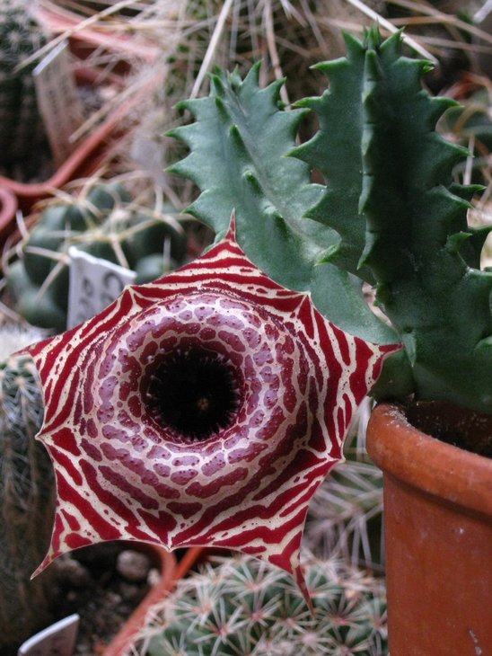 Huernia guttata ssp reticulata