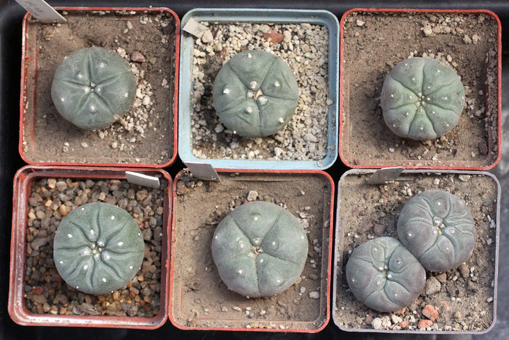 Lophophora williamsii