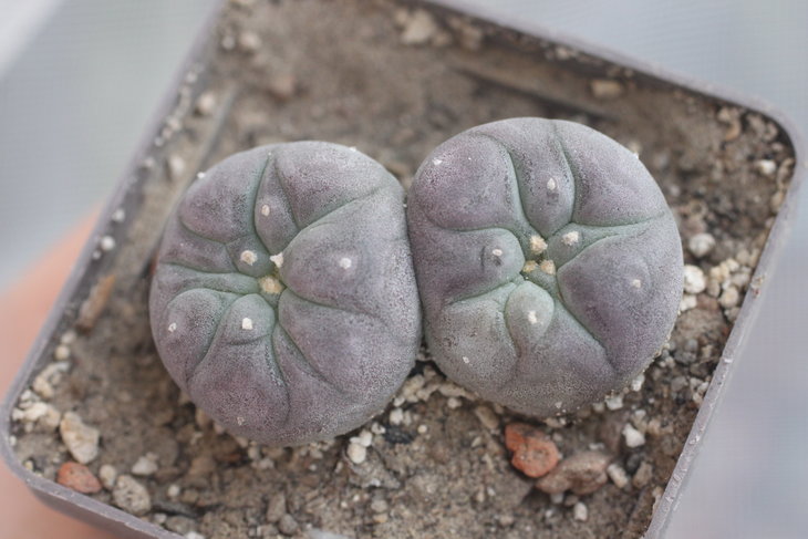 Lophophora williamsii, Camargo, Chihuahua