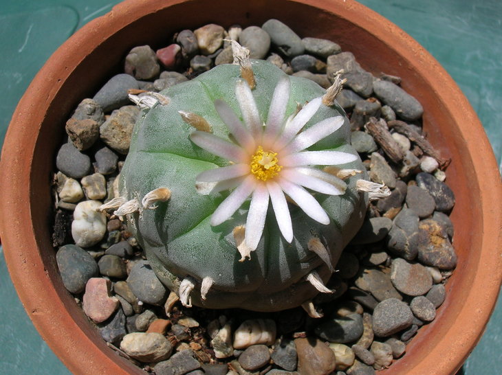 Lophophora williamsii ssp. grymii