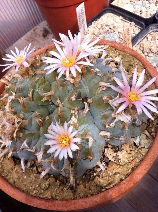 Lophophora williamsii ssp. grymii