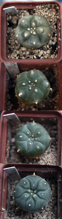 Lophophora williamsii ssp. grymii RS268