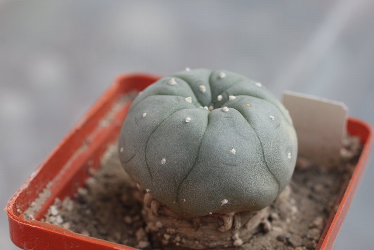 Lophophora williamsii, Huizache, SLP