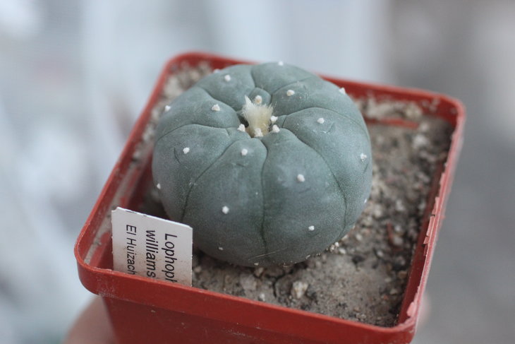 Lophophora williamsii, Huizache, SLP