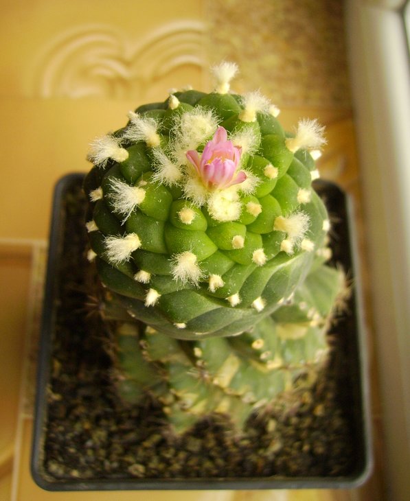 PICT0162.JPG