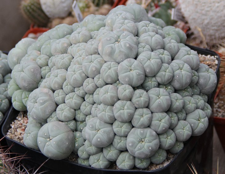 L.w.caespitosa.JPG