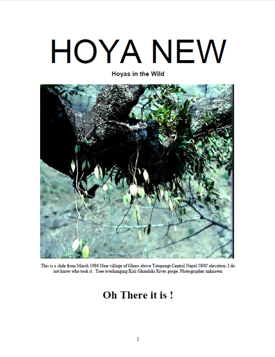 Hoya_new.png