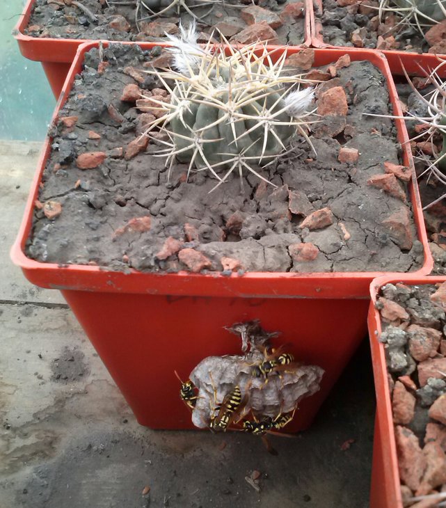 Acanthocalycium munitum DH10