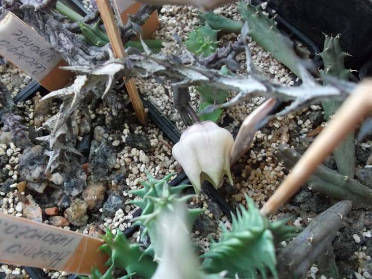 DSCF5141.JPG