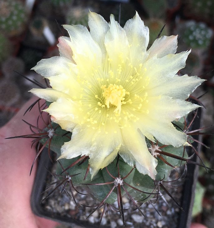 Copiapoa montana