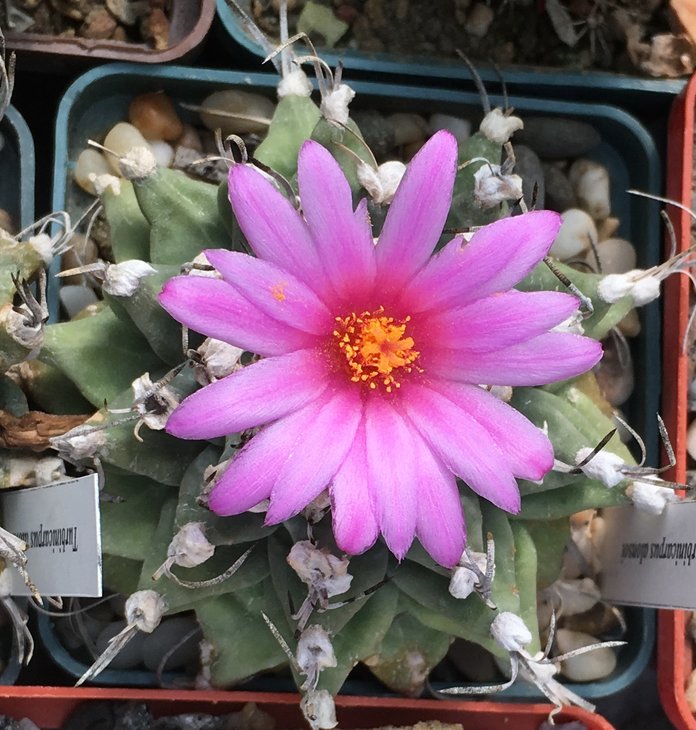 Turbinicarpus alonsoi