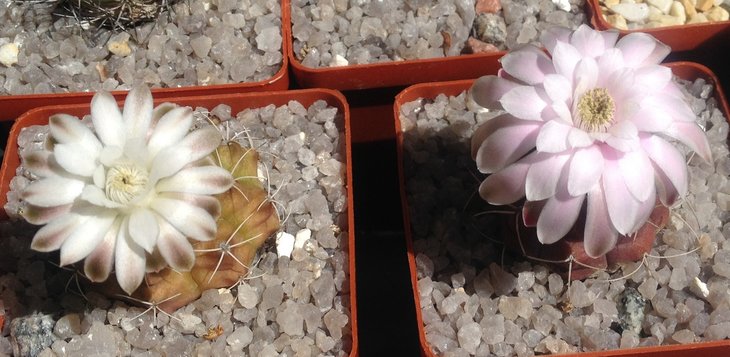 Gymnocalycium anisitsii &amp; damsi