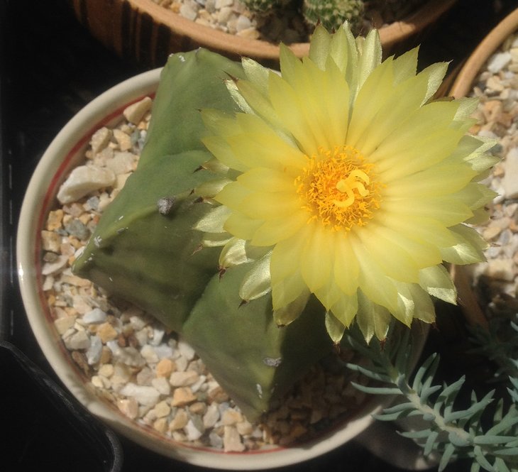 Astr. myriostigma