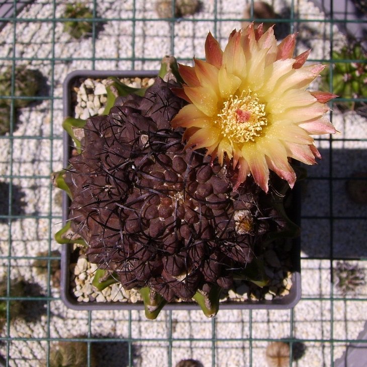 PICT0505.JPG