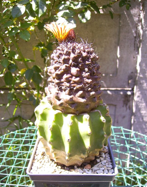 PICT0515.JPG