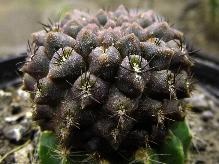 Thelocephala occulta RS1958