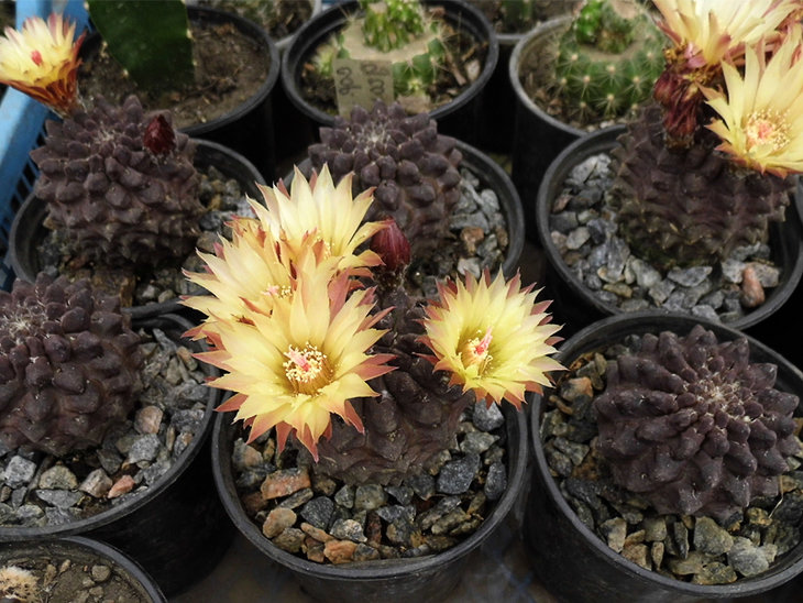Thelocephala occulta -Bercht-