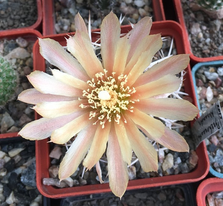 Pyrrhocactus sp.