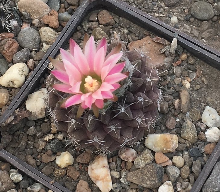 Neochilenia esmeraldana