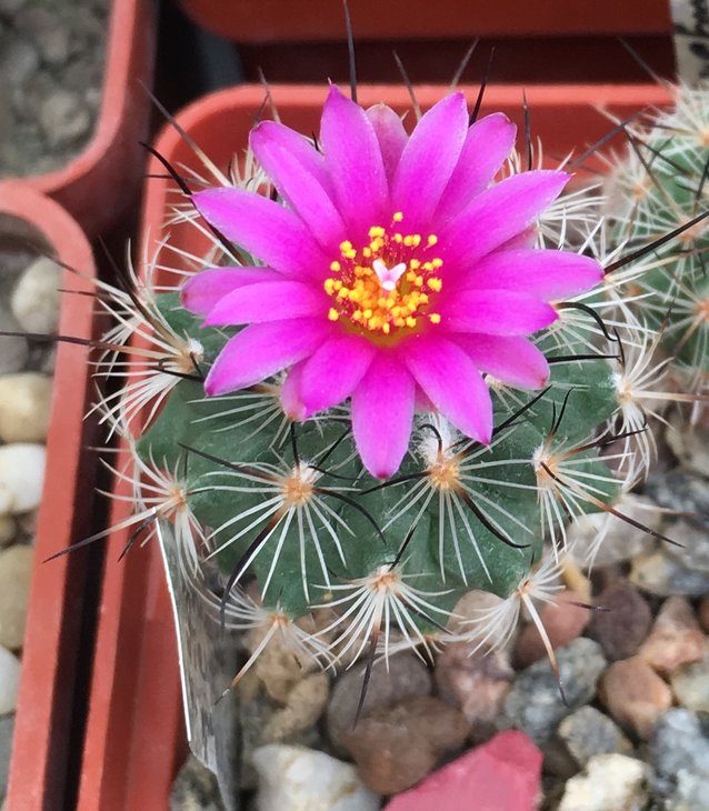 Gymnocactus viereckii lau 1159