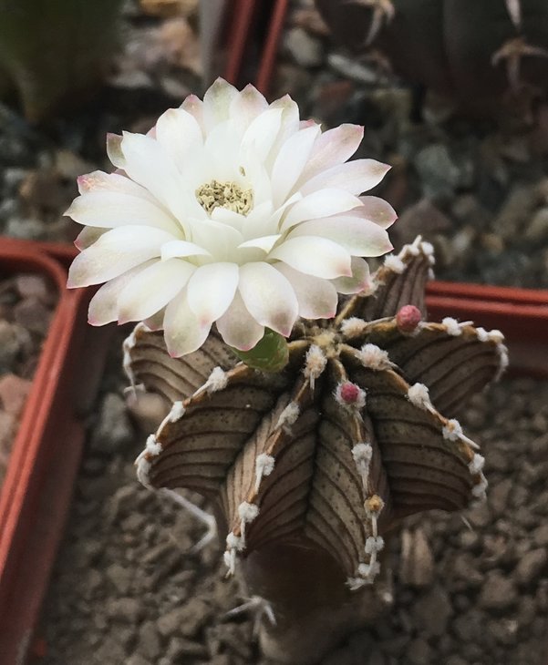 Gymnocalycium friedrichii LB 2178 Aqua Dulce