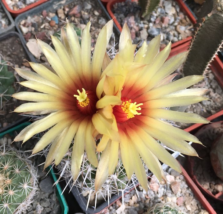 Coryphantha salinensis
