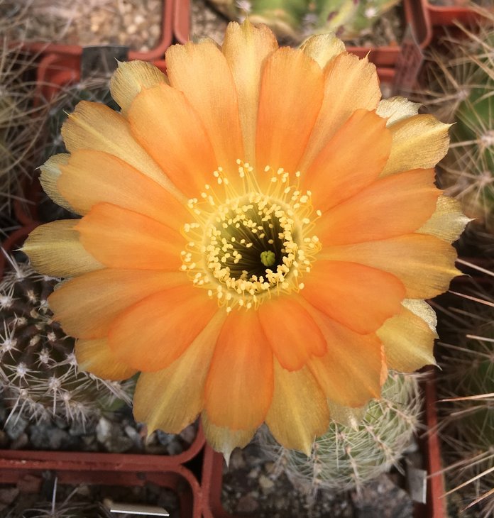 Echinopsis sp. x Lobivia dobiana