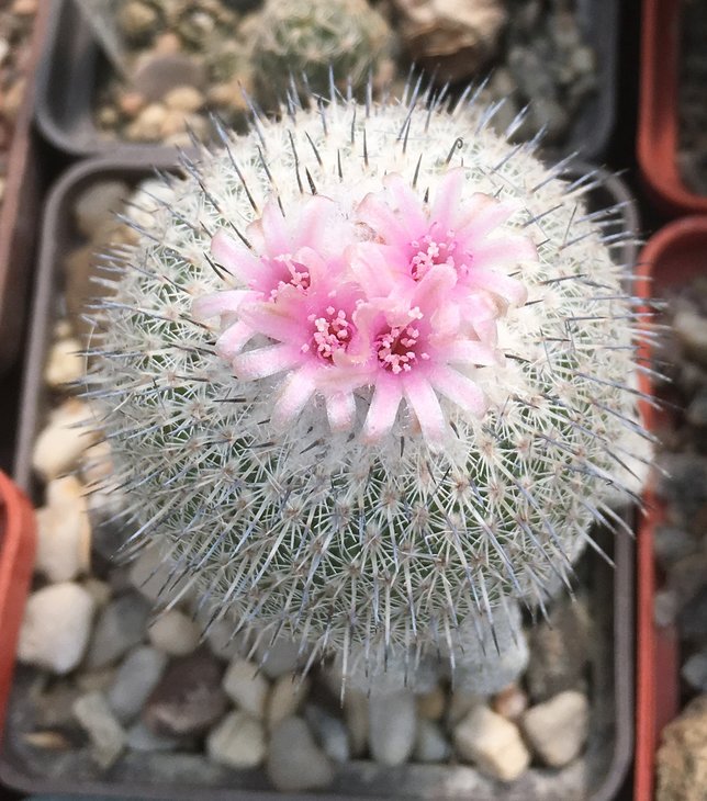 Epithelantha unguispina