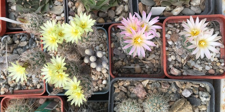 Turbinicarpus krainzianus var. minimus<br />Turbinicarpus lausseri
