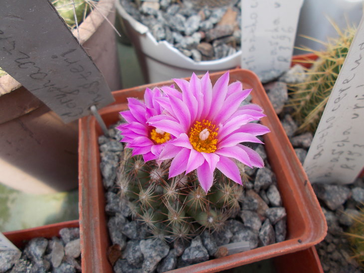Escobaria hesteri.JPG