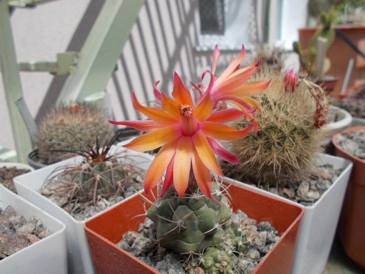 Matucana paucicostata.JPG