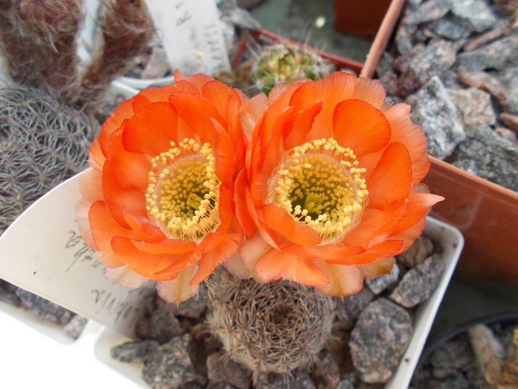 Lobivia haematantha v rebutioides 1.JPG